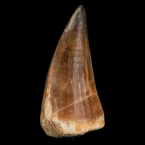 XL 2.2" Mosasaur Prognathodon Fossil Tooth Cretaceous Dinosaur Era COA & Stand - Fossil Age Minerals