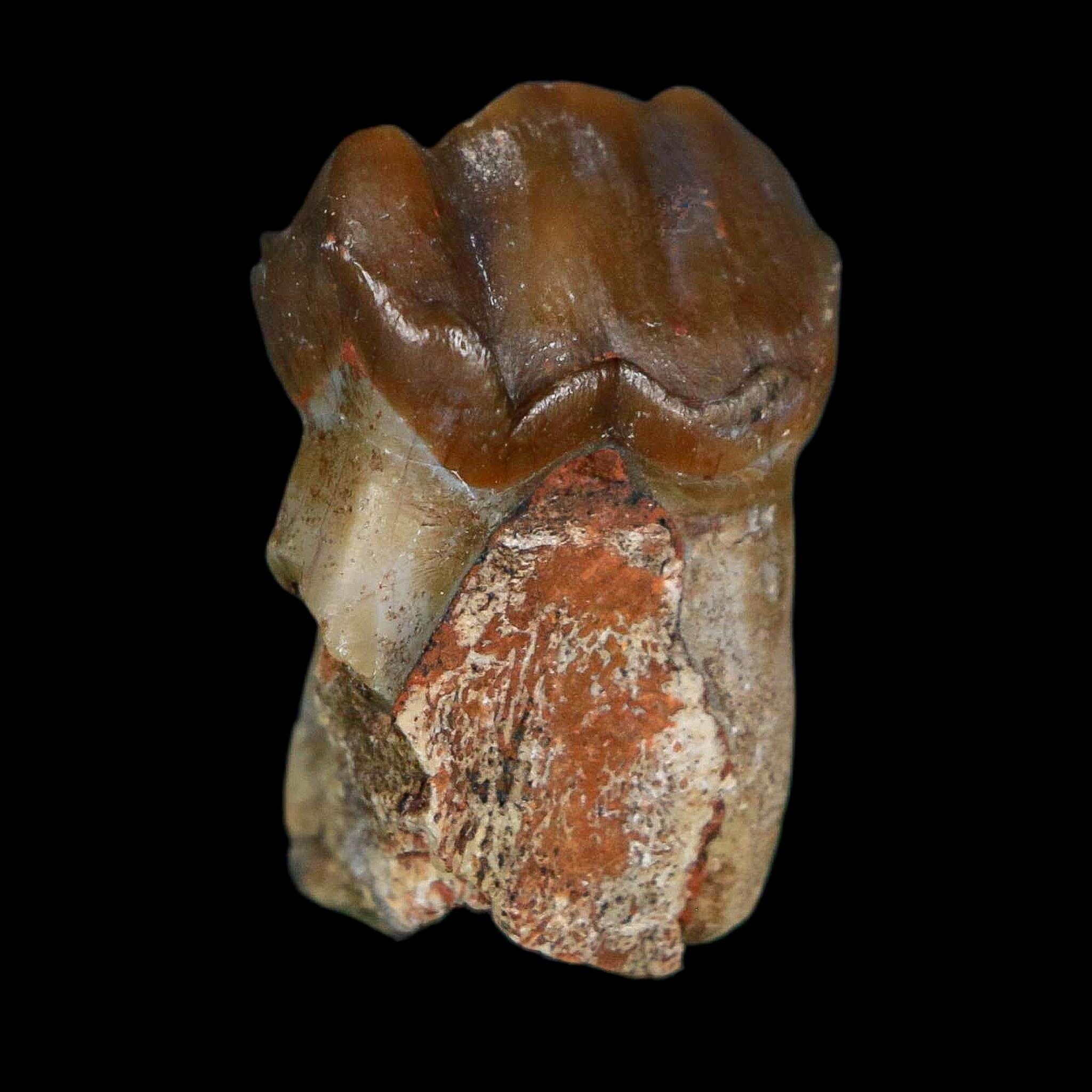 1" Running Rhino Hyracodon Nebrascensis Fossil Tooth South Dakota Badlands COA - Fossil Age Minerals