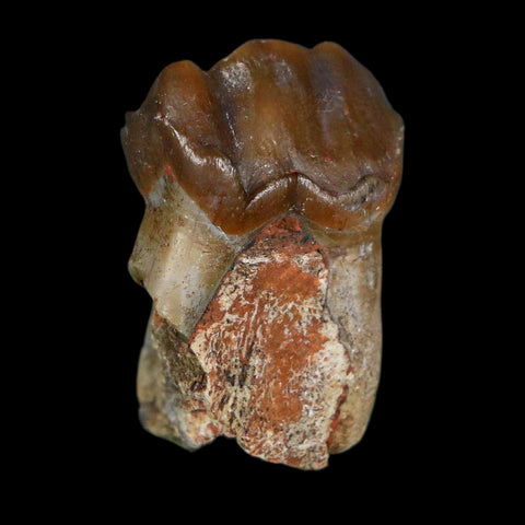 1" Running Rhino Hyracodon Nebrascensis Fossil Tooth South Dakota Badlands COA - Fossil Age Minerals