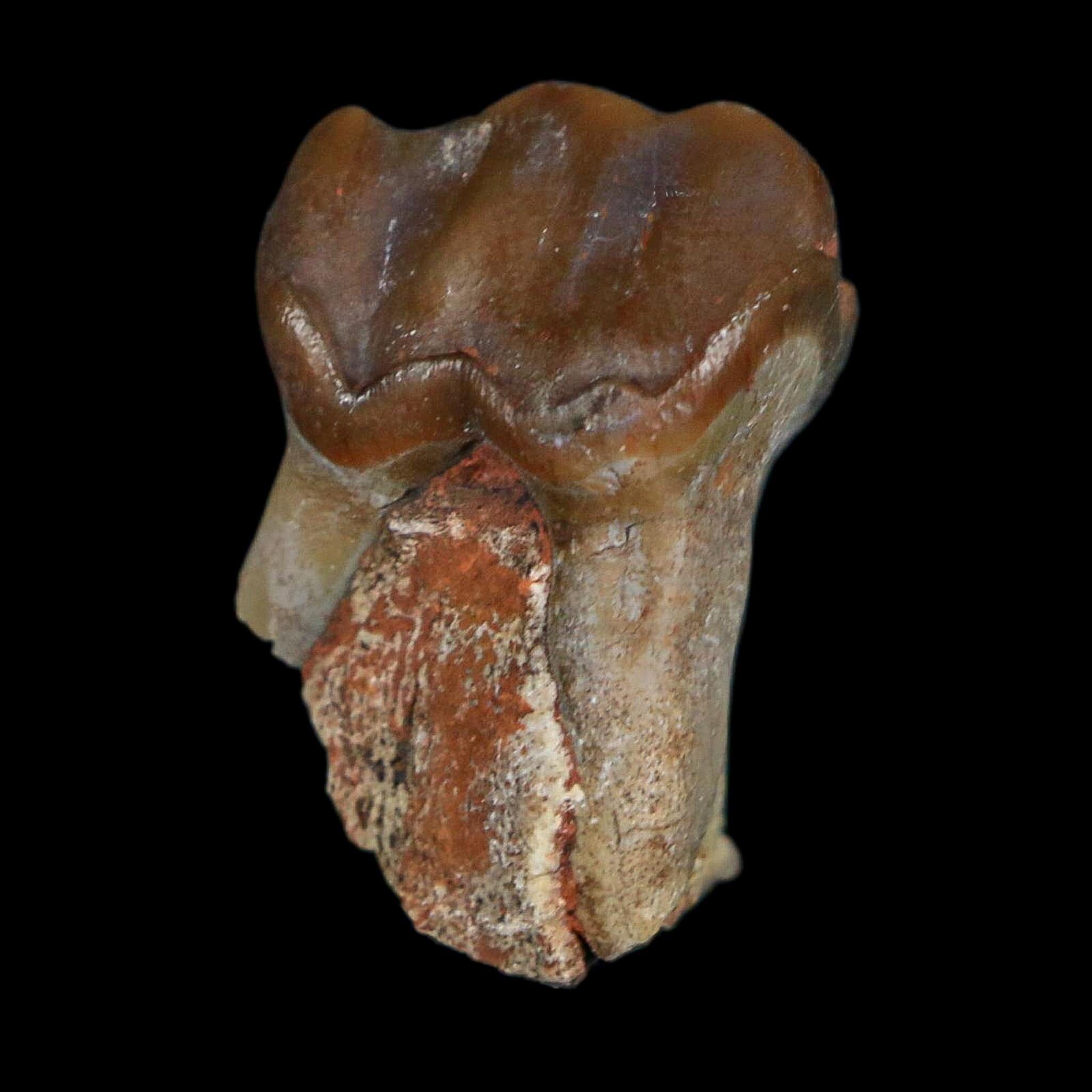 1" Running Rhino Hyracodon Nebrascensis Fossil Tooth South Dakota Badlands COA - Fossil Age Minerals