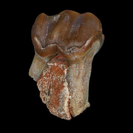 1" Running Rhino Hyracodon Nebrascensis Fossil Tooth South Dakota Badlands COA