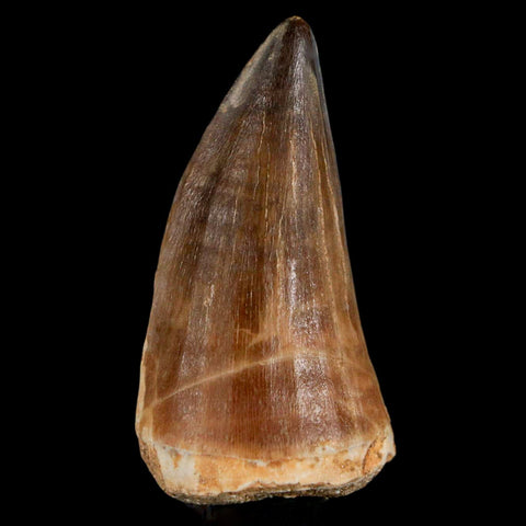 XL 2.2" Mosasaur Prognathodon Fossil Tooth Cretaceous Dinosaur Era COA & Stand - Fossil Age Minerals
