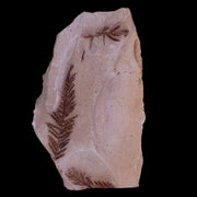 2.1" Detailed Fossil Plant Leafs Metasequoia Dawn Redwood Oligocene Age MT COA
