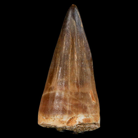 XL 2.2" Mosasaur Prognathodon Fossil Tooth Cretaceous Dinosaur Era COA & Stand - Fossil Age Minerals