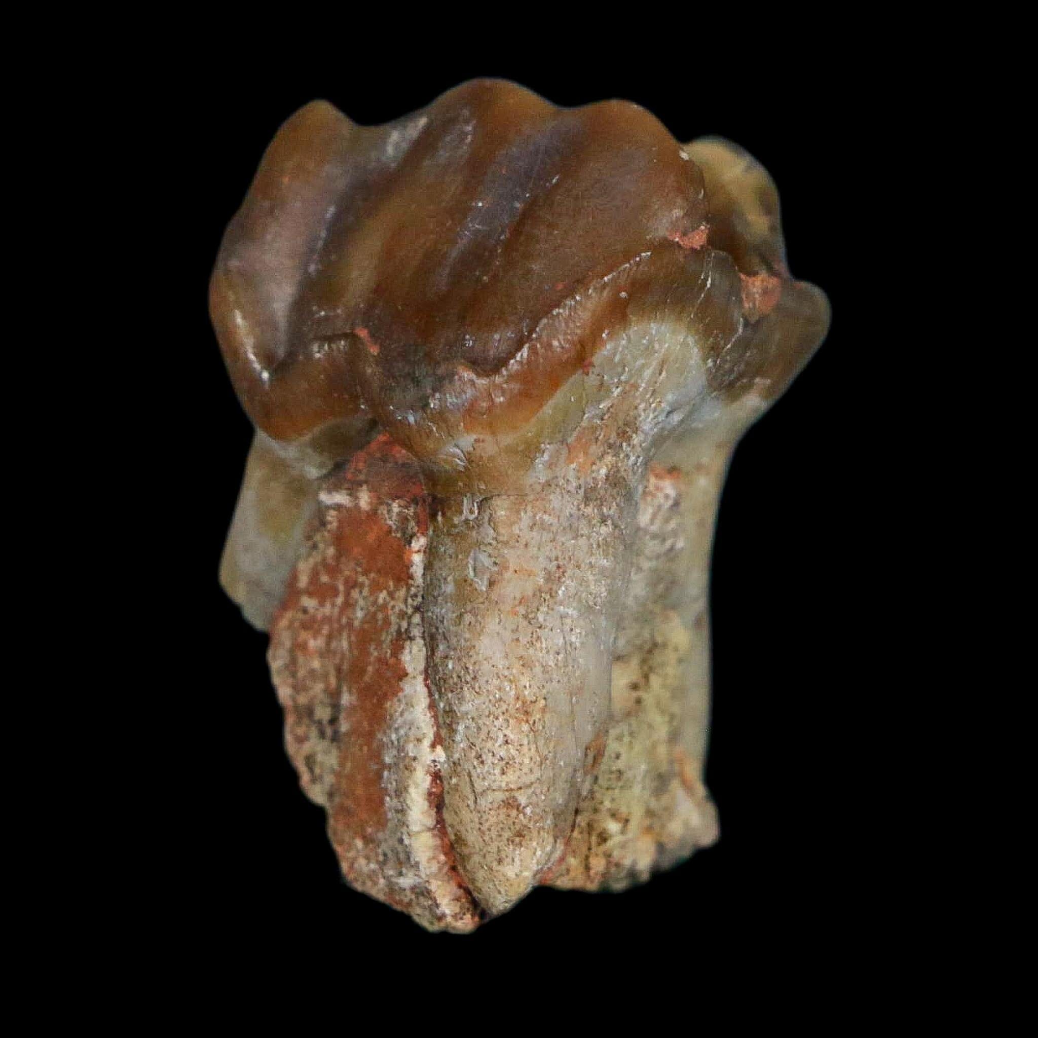 1" Running Rhino Hyracodon Nebrascensis Fossil Tooth South Dakota Badlands COA - Fossil Age Minerals