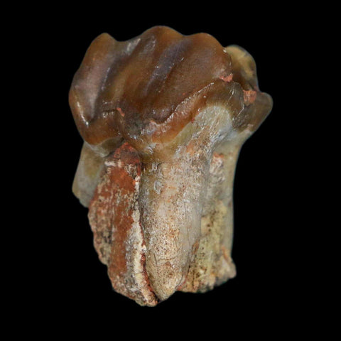 1" Running Rhino Hyracodon Nebrascensis Fossil Tooth South Dakota Badlands COA - Fossil Age Minerals