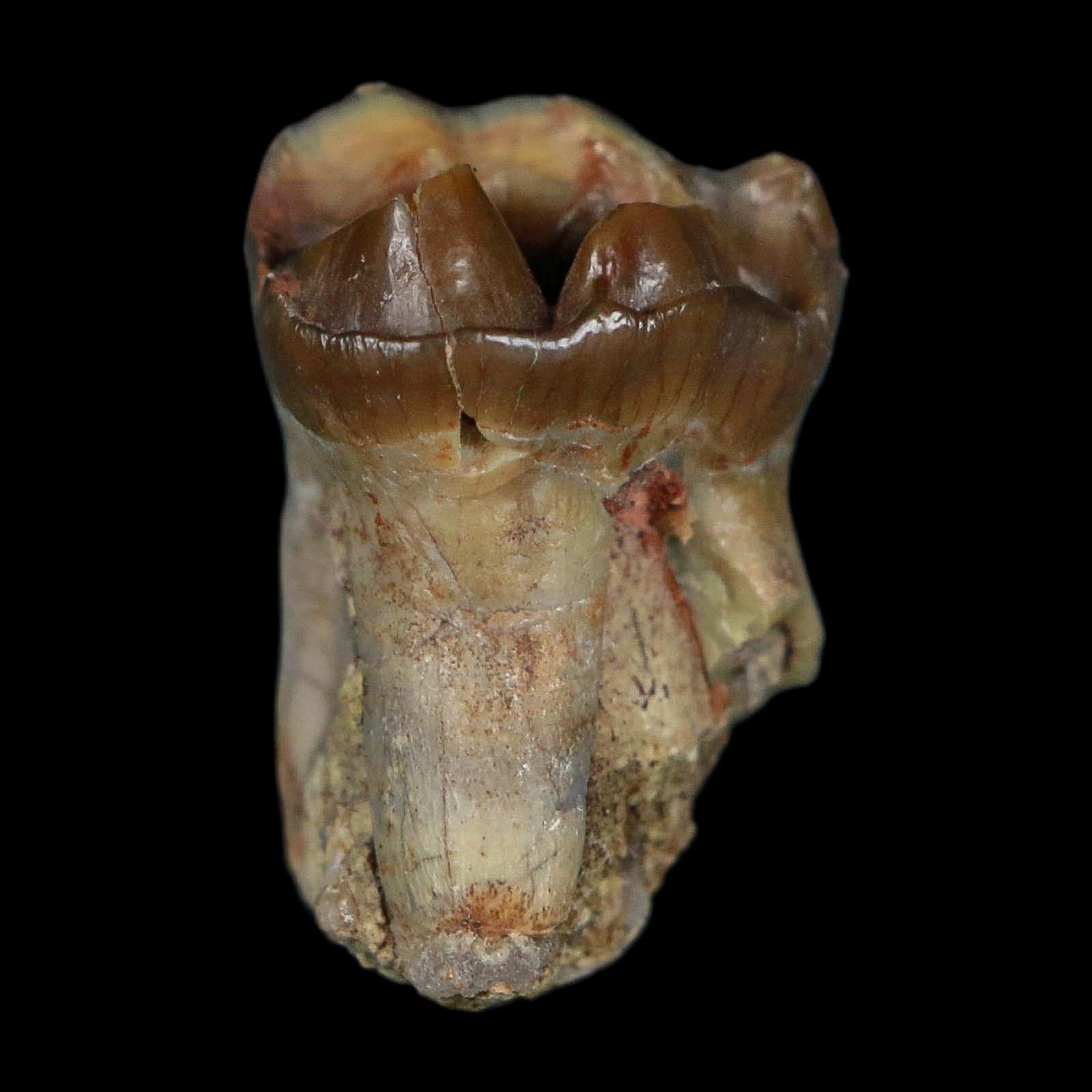 1" Running Rhino Hyracodon Nebrascensis Fossil Tooth South Dakota Badlands COA - Fossil Age Minerals