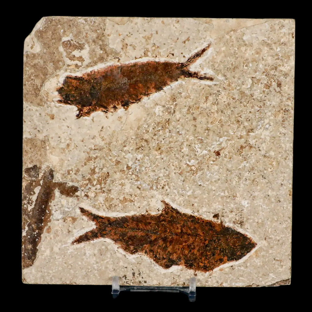Two 2 Knightia Eocaena Fossil Fish Green River FM WY Eocene Age COA Stand