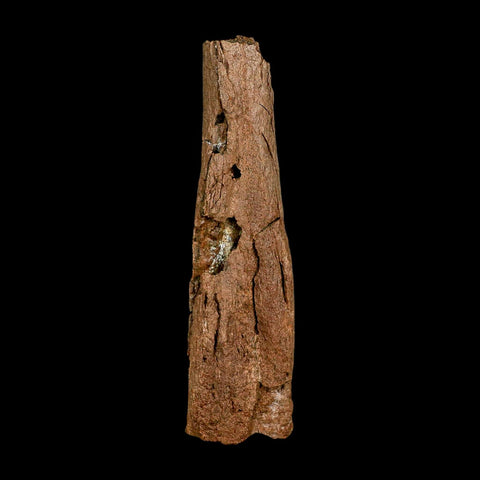 5.9" Edmontosaurus Fossil Rib Section Lance Creek FM Cretaceous Dinosaur WY COA