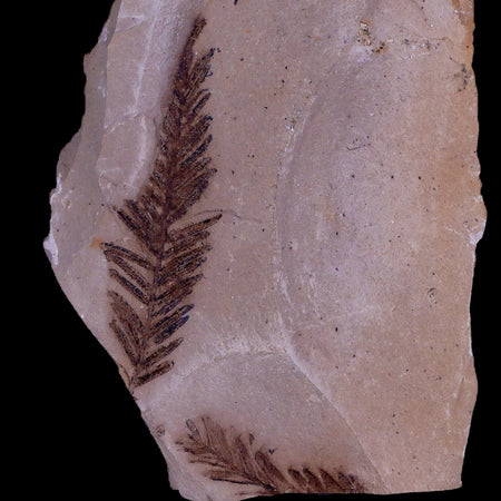 2.1" Detailed Fossil Plant Leafs Metasequoia Dawn Redwood Oligocene Age MT COA