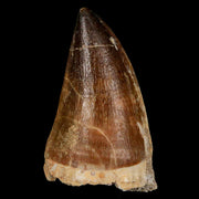 XL 2.2" Mosasaur Prognathodon Fossil Tooth Cretaceous Dinosaur Era COA & Stand