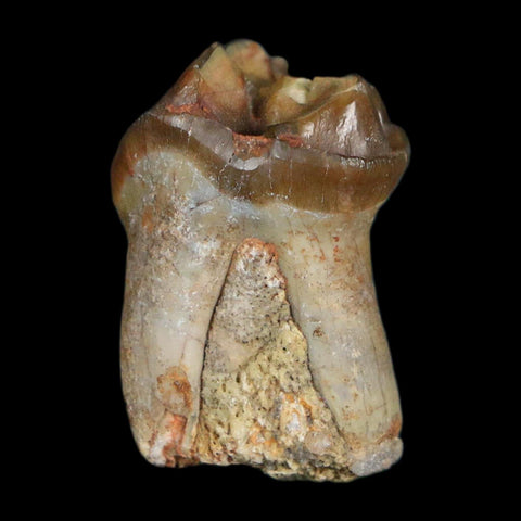 1" Running Rhino Hyracodon Nebrascensis Fossil Tooth South Dakota Badlands COA - Fossil Age Minerals