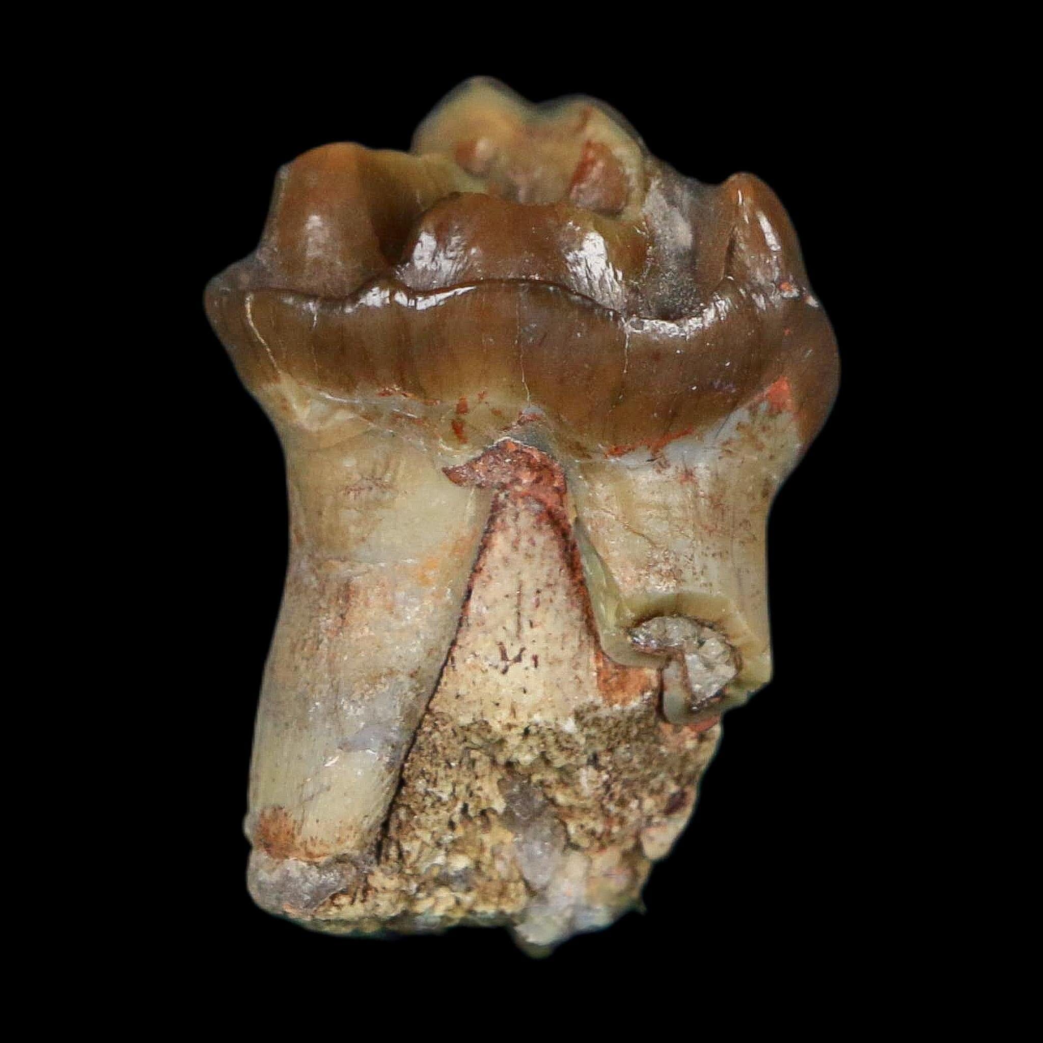 1" Running Rhino Hyracodon Nebrascensis Fossil Tooth South Dakota Badlands COA - Fossil Age Minerals