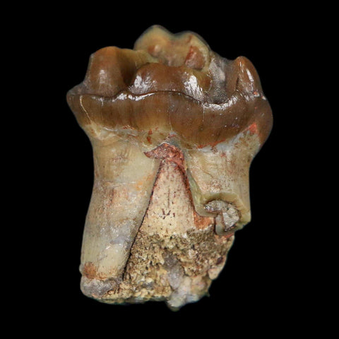 1" Running Rhino Hyracodon Nebrascensis Fossil Tooth South Dakota Badlands COA - Fossil Age Minerals