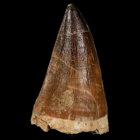 XL 2.2" Mosasaur Prognathodon Fossil Tooth Cretaceous Dinosaur Era COA & Stand - Fossil Age Minerals