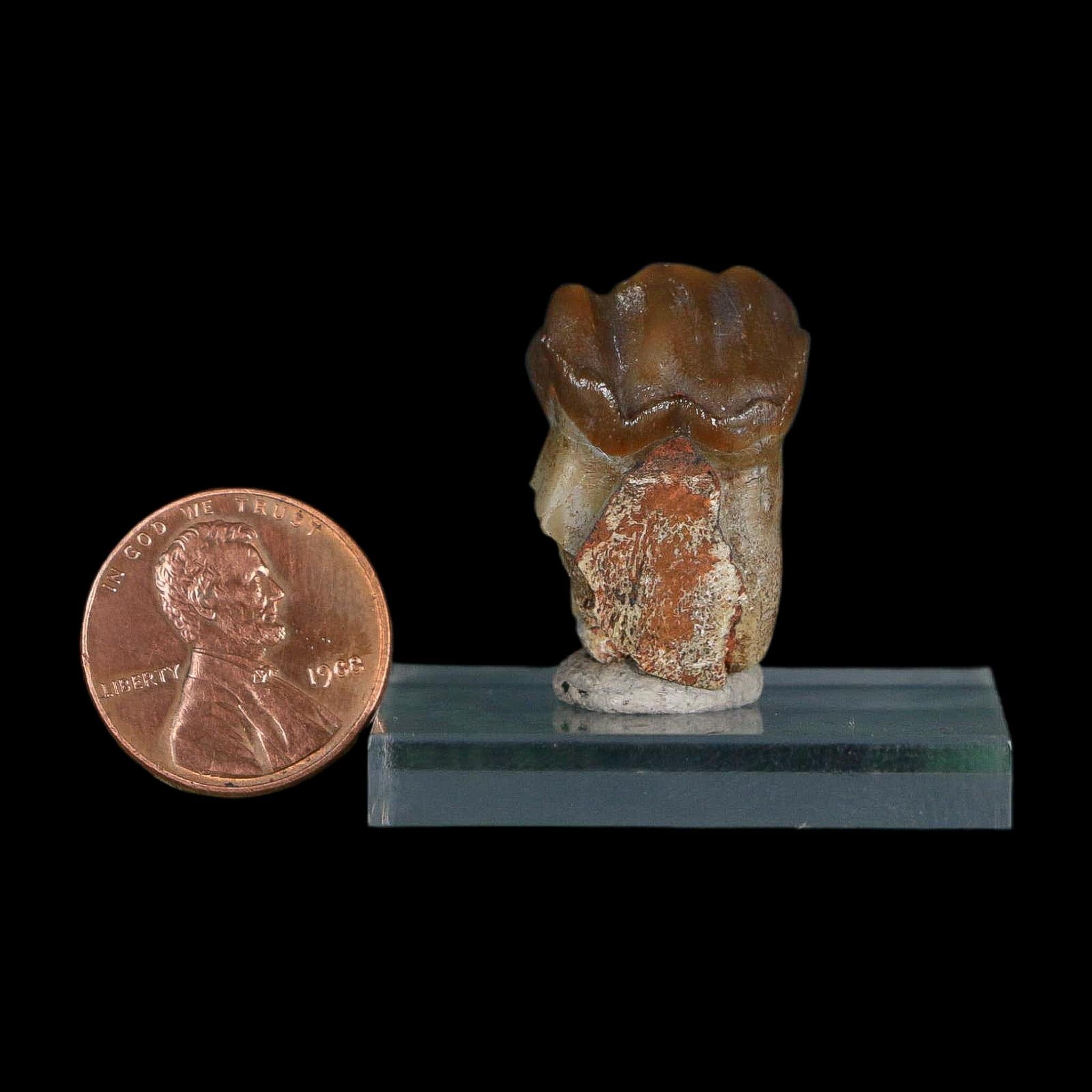 1" Running Rhino Hyracodon Nebrascensis Fossil Tooth South Dakota Badlands COA - Fossil Age Minerals
