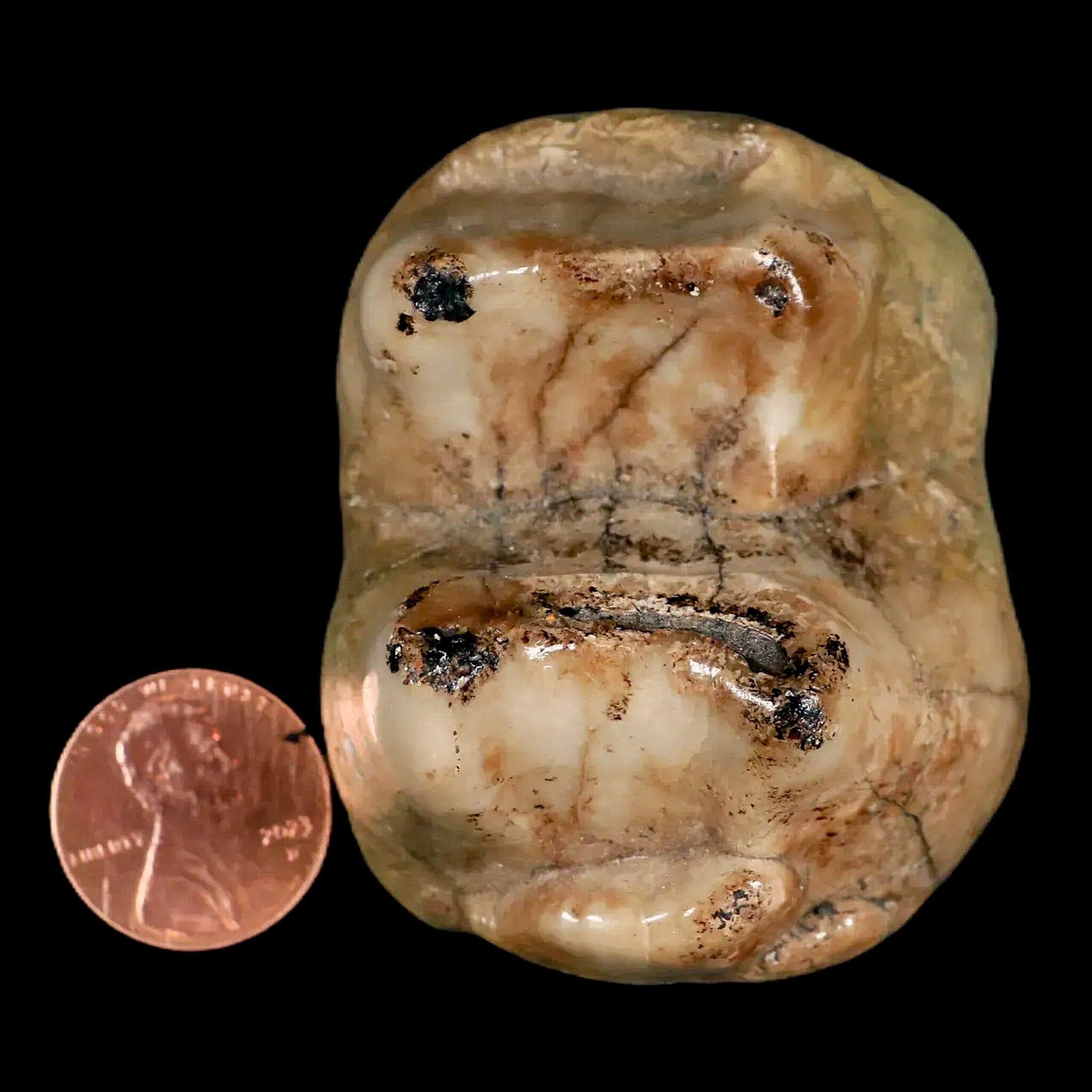 2.3" Rare Deinotherium Giganteum Fossil Tooth Miocene Deinothere Gracanica Bosnia COA - Fossil Age Minerals