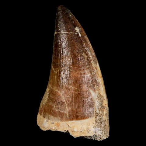 XL 2.2" Mosasaur Prognathodon Fossil Tooth Cretaceous Dinosaur Era COA & Stand - Fossil Age Minerals