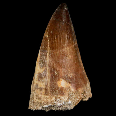 XL 2.2" Mosasaur Prognathodon Fossil Tooth Cretaceous Dinosaur Era COA & Stand - Fossil Age Minerals