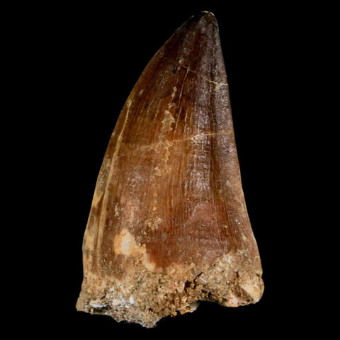 XL 2.2" Mosasaur Prognathodon Fossil Tooth Cretaceous Dinosaur Era COA & Stand - Fossil Age Minerals