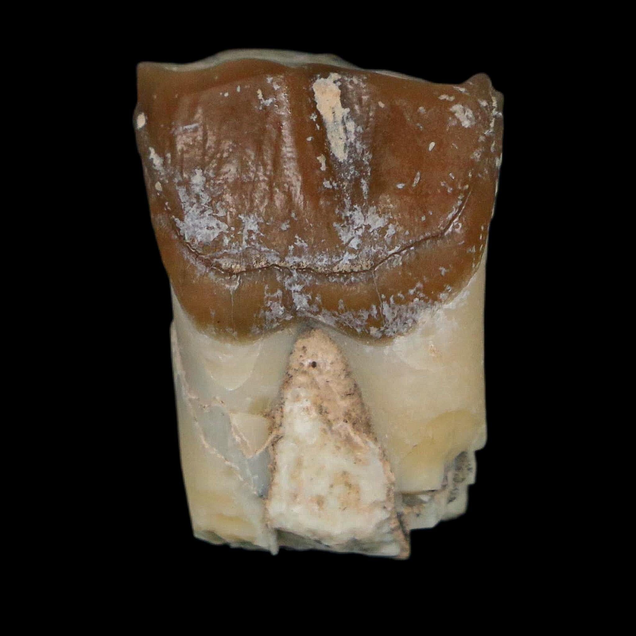 0.9" Running Rhino Hyracodon Nebrascensis Fossil Tooth South Dakota Badlands COA - Fossil Age Minerals
