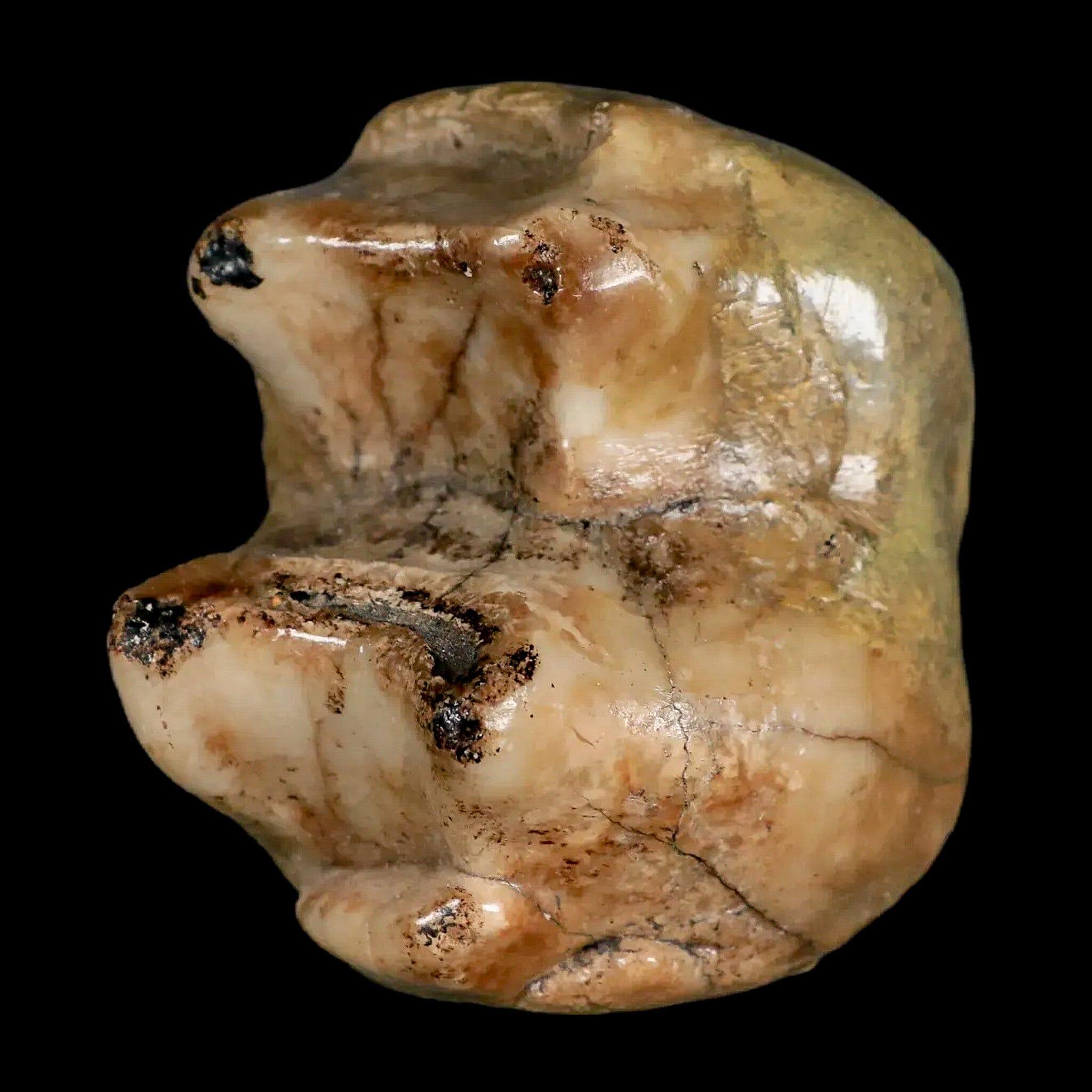2.3" Rare Deinotherium Giganteum Fossil Tooth Miocene Deinothere Gracanica Bosnia COA - Fossil Age Minerals