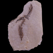 2.7" Detailed Fossil Plant Leafs Metasequoia Dawn Redwood Oligocene Age MT COA