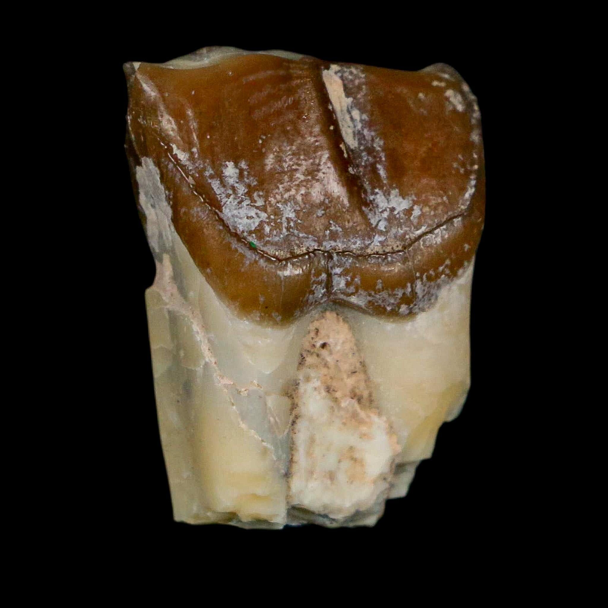 0.9" Running Rhino Hyracodon Nebrascensis Fossil Tooth South Dakota Badlands COA - Fossil Age Minerals