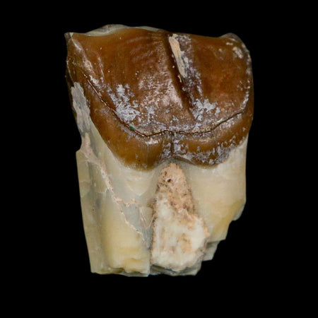 0.9" Running Rhino Hyracodon Nebrascensis Fossil Tooth South Dakota Badlands COA