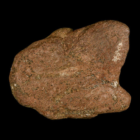 4.1" Triceratops Fossil Frill Spike Bone Lance Creek FM Cretaceous Dinosaur WY COA - Fossil Age Minerals