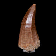 1.9" Mosasaur Hoffmanni Fossil Tooth Cretaceous Dinosaur Era COA & Stand