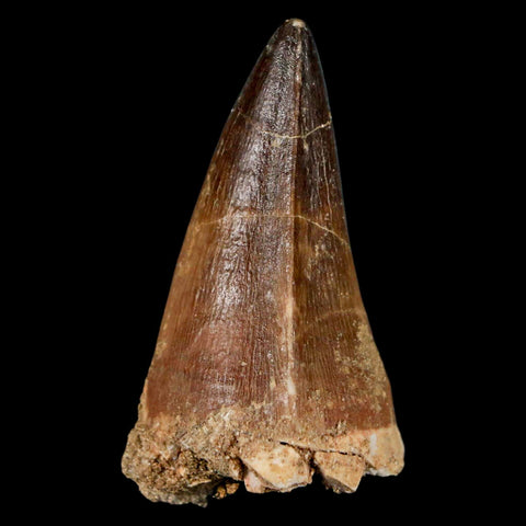 XL 2.2" Mosasaur Prognathodon Fossil Tooth Cretaceous Dinosaur Era COA & Stand - Fossil Age Minerals