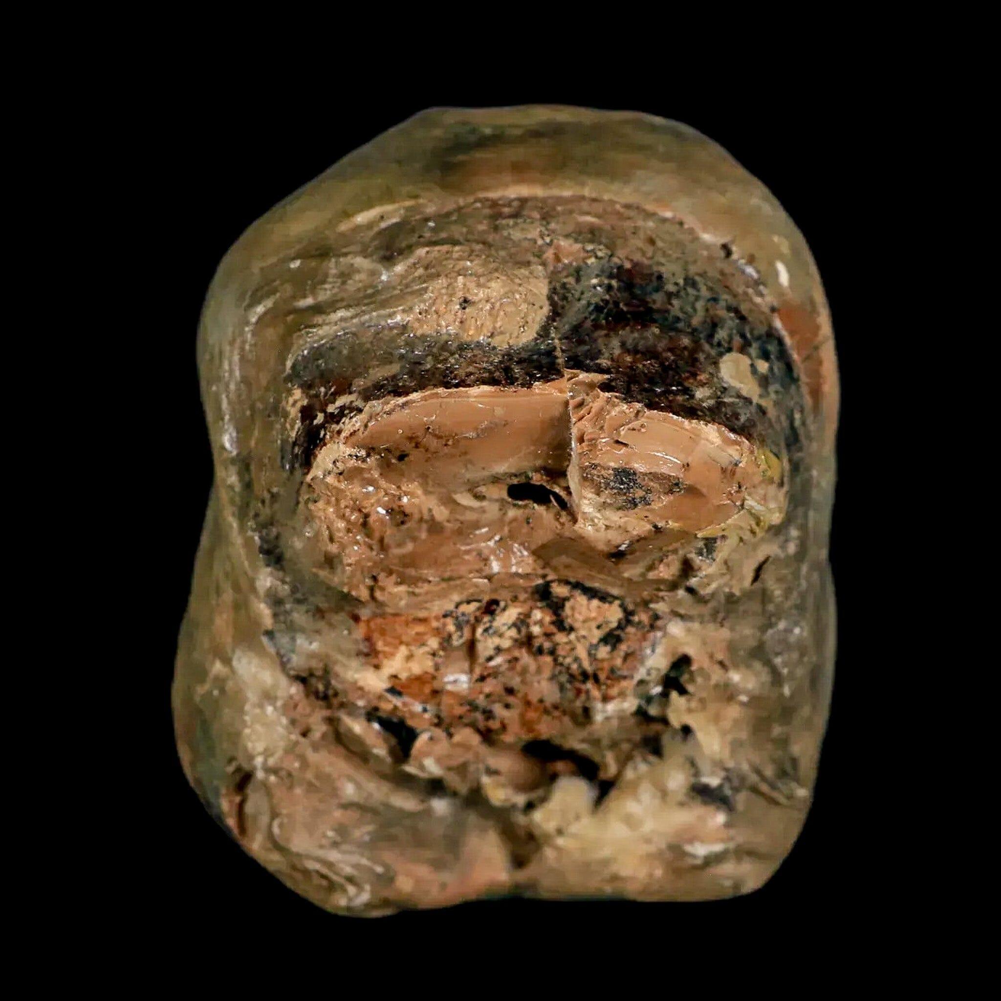 2.3" Rare Deinotherium Giganteum Fossil Tooth Miocene Deinothere Gracanica Bosnia COA - Fossil Age Minerals