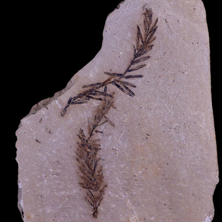 2.7" Detailed Fossil Plant Leafs Metasequoia Dawn Redwood Oligocene Age MT COA