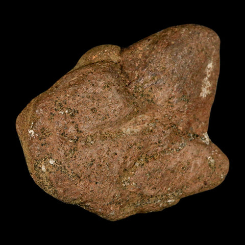 4.1" Triceratops Fossil Frill Spike Bone Lance Creek FM Cretaceous Dinosaur WY COA - Fossil Age Minerals