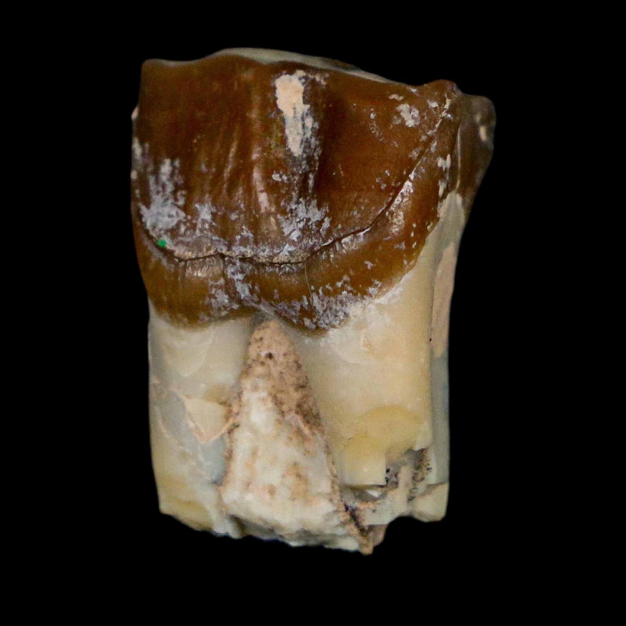 0.9" Running Rhino Hyracodon Nebrascensis Fossil Tooth South Dakota Badlands COA - Fossil Age Minerals