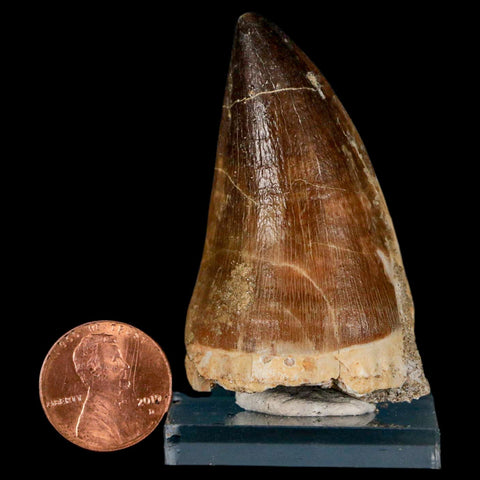 XL 2.2" Mosasaur Prognathodon Fossil Tooth Cretaceous Dinosaur Era COA & Stand - Fossil Age Minerals