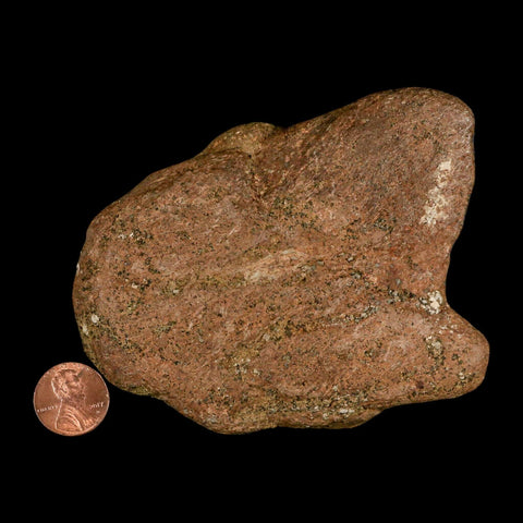 4.1" Triceratops Fossil Frill Spike Bone Lance Creek FM Cretaceous Dinosaur WY COA - Fossil Age Minerals