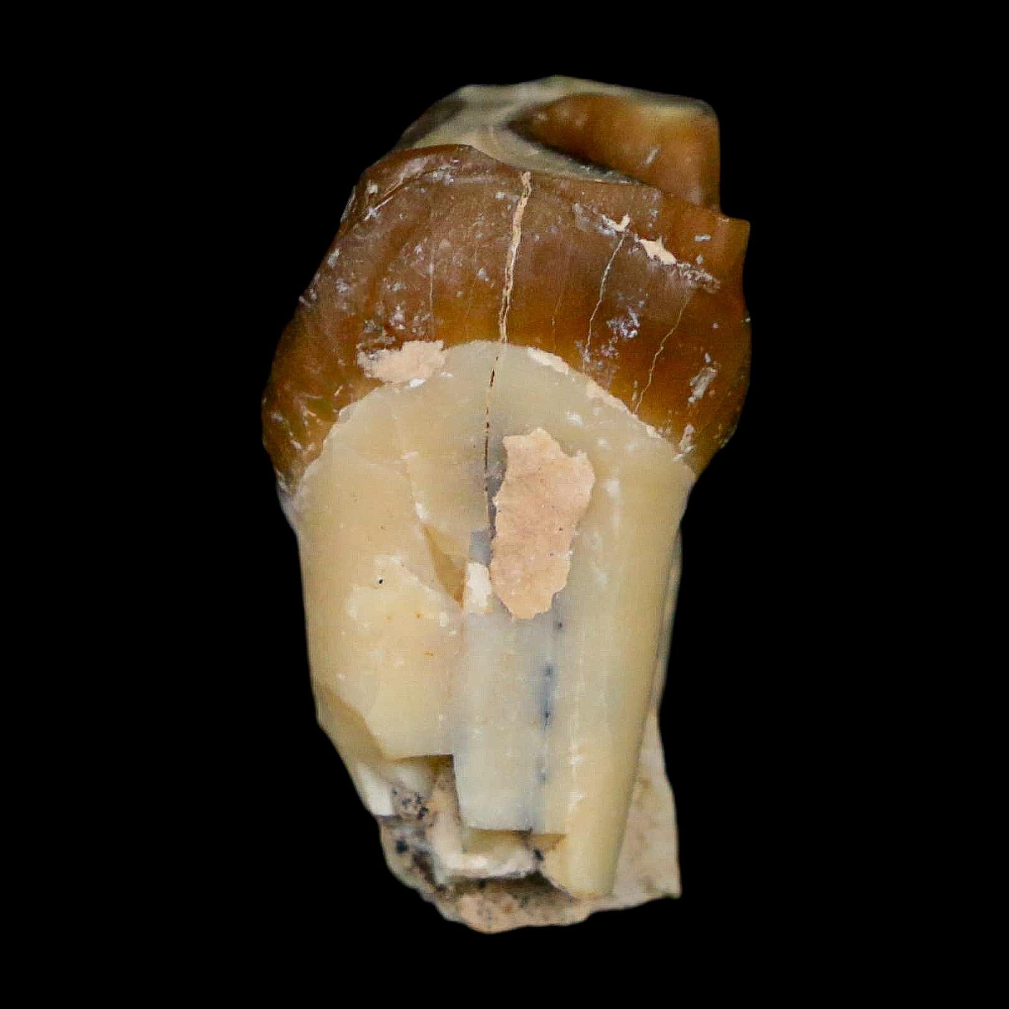 0.9" Running Rhino Hyracodon Nebrascensis Fossil Tooth South Dakota Badlands COA - Fossil Age Minerals