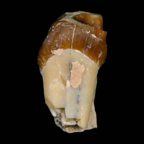 0.9" Running Rhino Hyracodon Nebrascensis Fossil Tooth South Dakota Badlands COA - Fossil Age Minerals