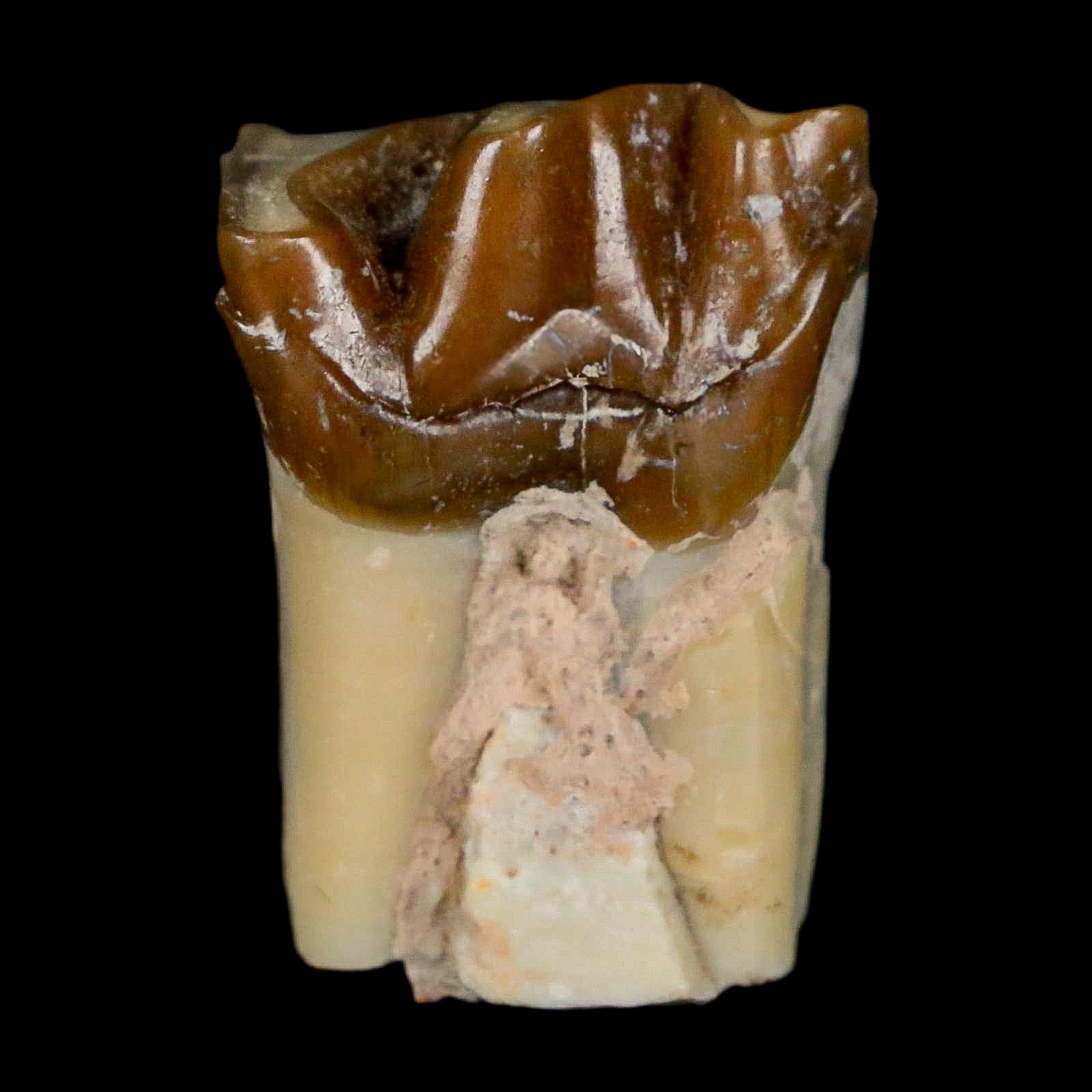 0.9" Running Rhino Hyracodon Nebrascensis Fossil Tooth South Dakota Badlands COA - Fossil Age Minerals