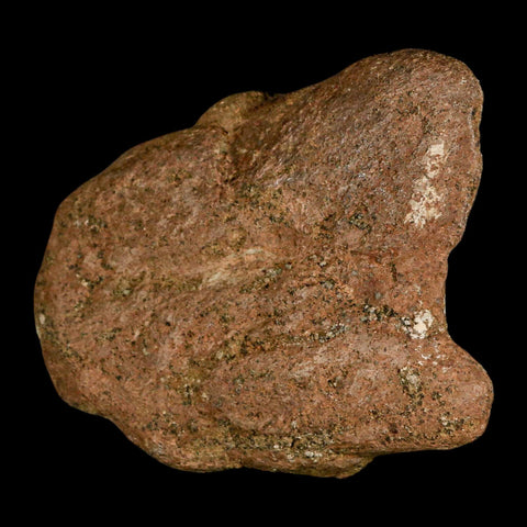 4.1" Triceratops Fossil Frill Spike Bone Lance Creek FM Cretaceous Dinosaur WY COA - Fossil Age Minerals