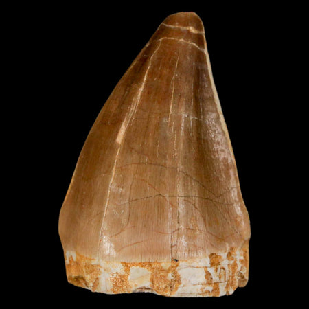 1.7" Mosasaur Prognathodon Fossil Tooth Cretaceous Dinosaur Era COA & Stand
