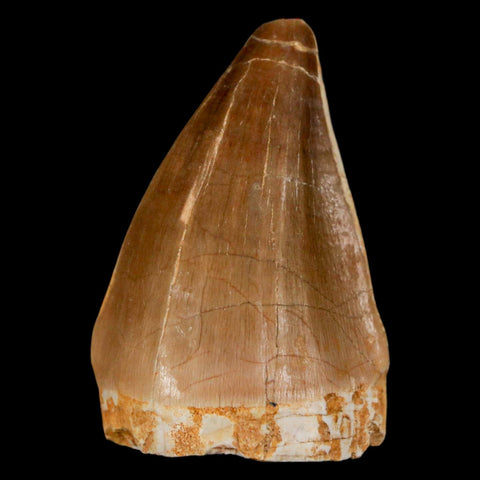 1.7" Mosasaur Prognathodon Fossil Tooth Cretaceous Dinosaur Era COA & Stand - Fossil Age Minerals