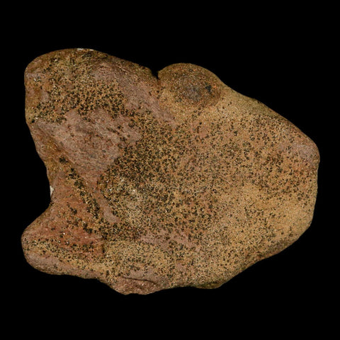 4.1" Triceratops Fossil Frill Spike Bone Lance Creek FM Cretaceous Dinosaur WY COA - Fossil Age Minerals