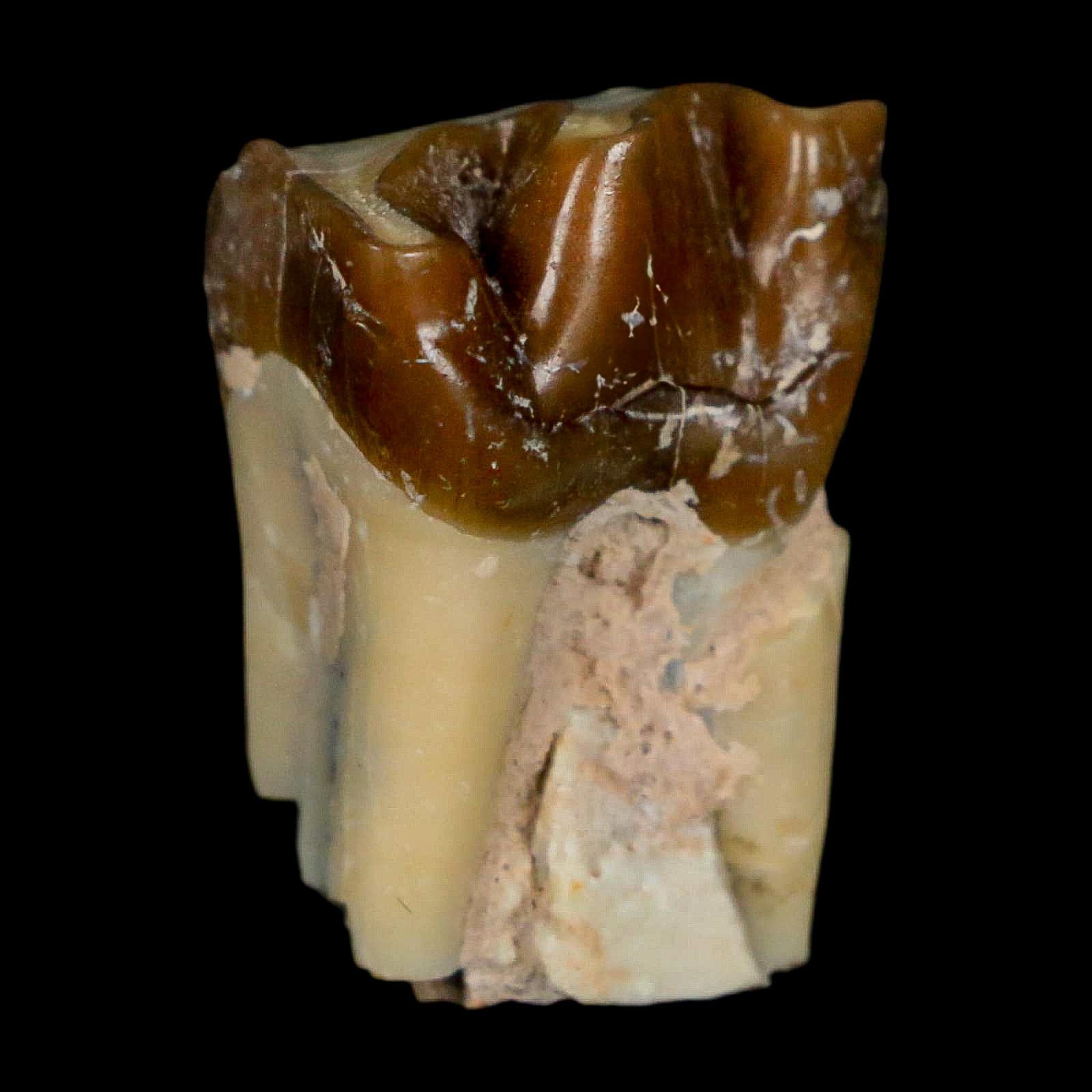 0.9" Running Rhino Hyracodon Nebrascensis Fossil Tooth South Dakota Badlands COA - Fossil Age Minerals