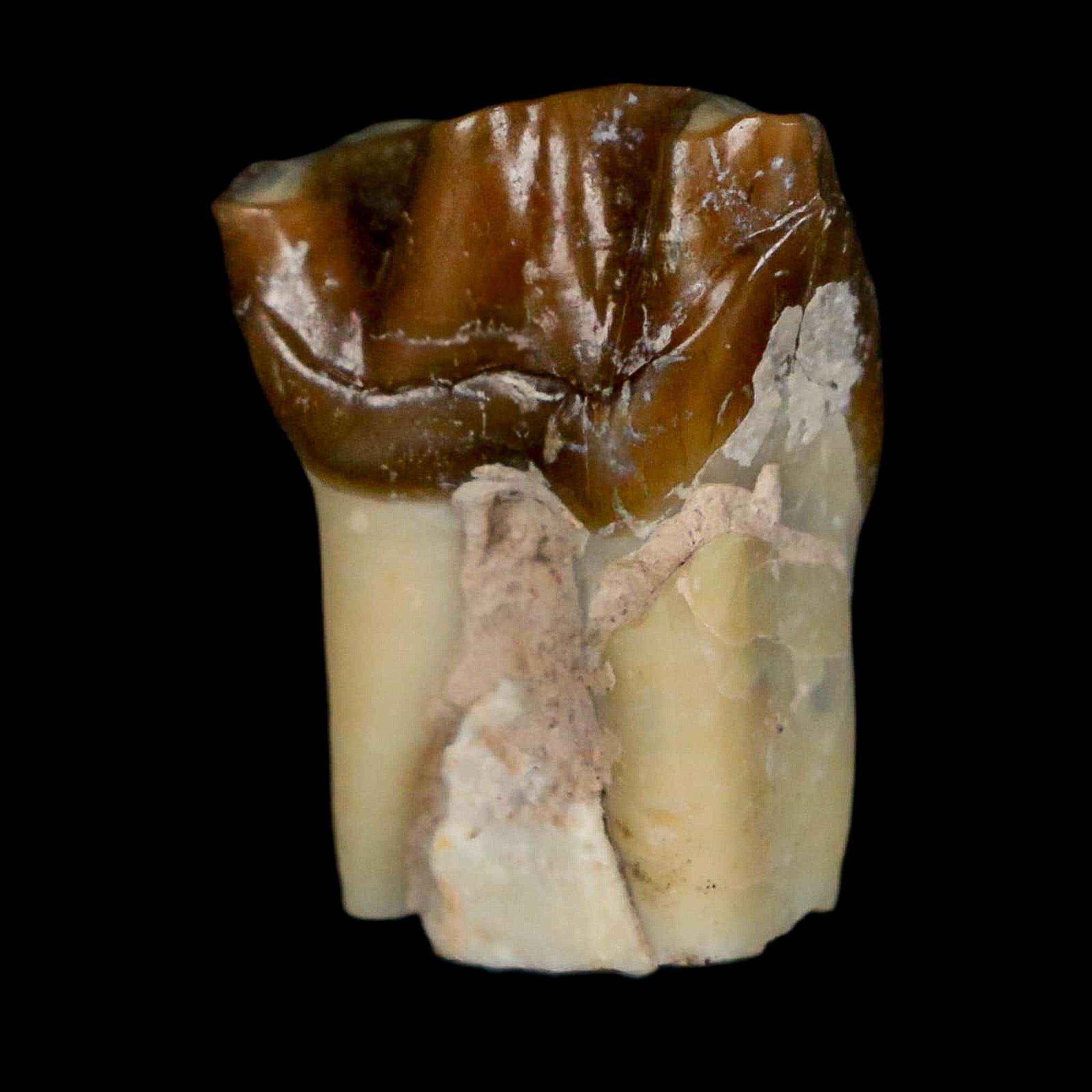 0.9" Running Rhino Hyracodon Nebrascensis Fossil Tooth South Dakota Badlands COA - Fossil Age Minerals