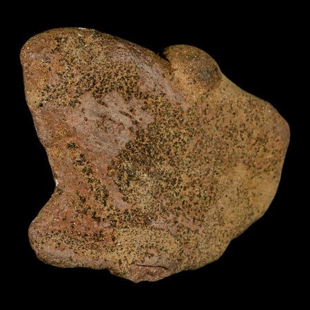 3" Triceratops Fossil Frill Spike Bone Lance Creek FM Cretaceous Dinosaur WY COA
