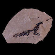 2.2" Detailed Fossil Plant Leafs Metasequoia Dawn Redwood Oligocene Age MT COA