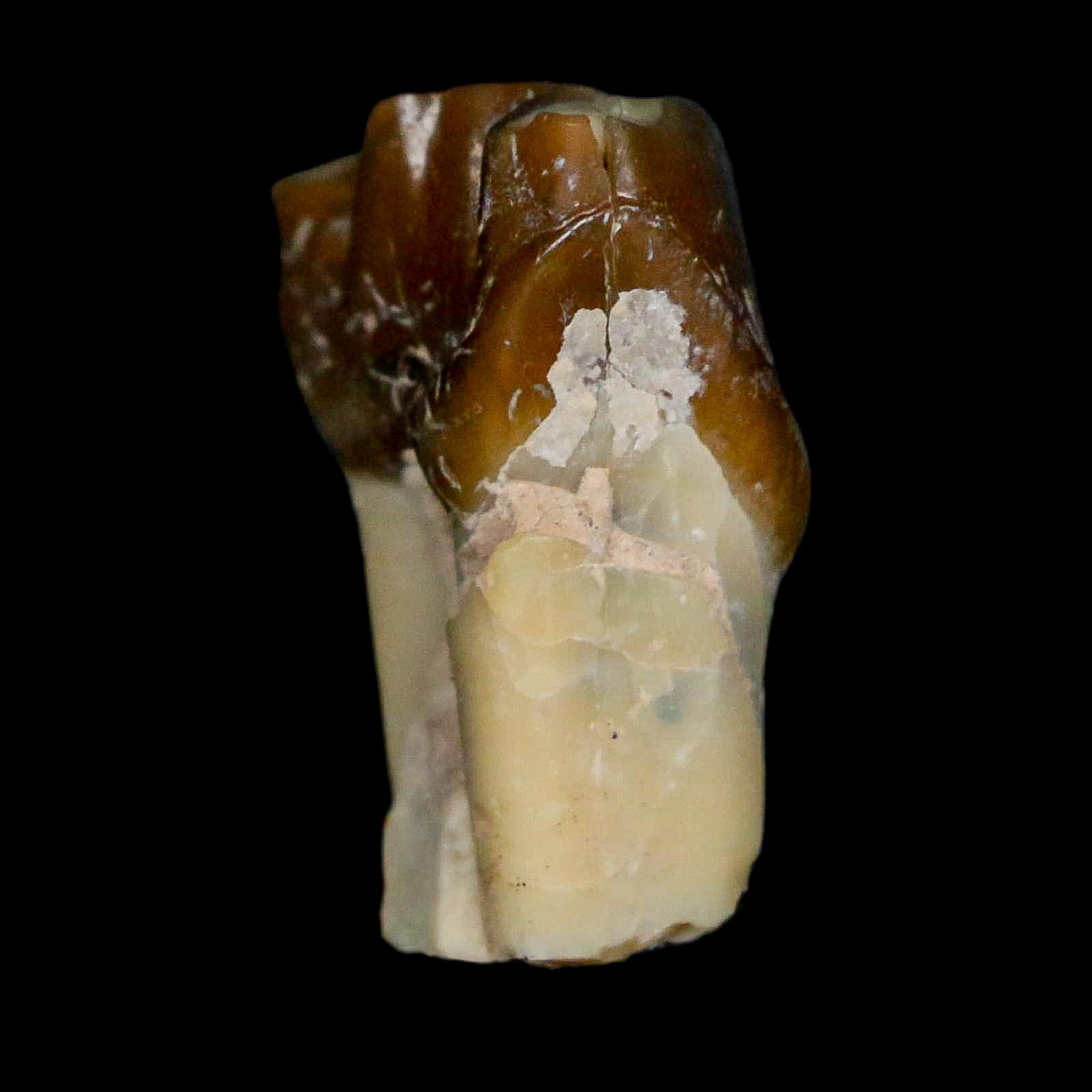 0.9" Running Rhino Hyracodon Nebrascensis Fossil Tooth South Dakota Badlands COA - Fossil Age Minerals
